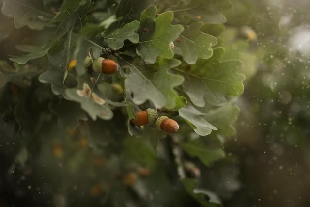 white oak leaves and acorns